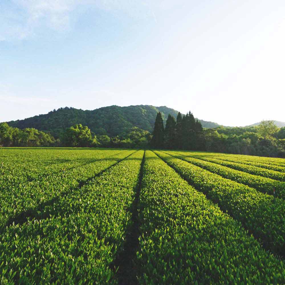 Japanese Hojicha Toasted Matcha - Image 4
