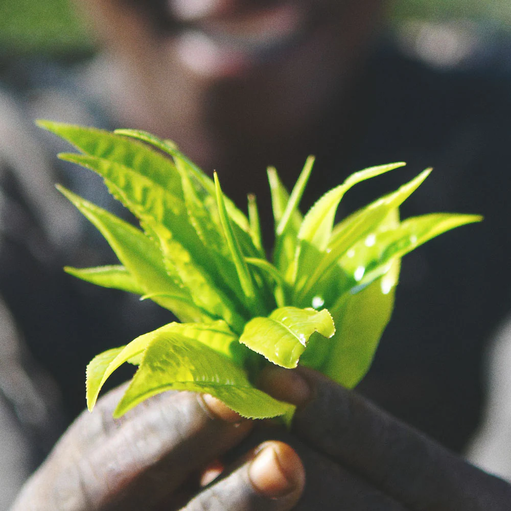 Malawi Green - Image 3