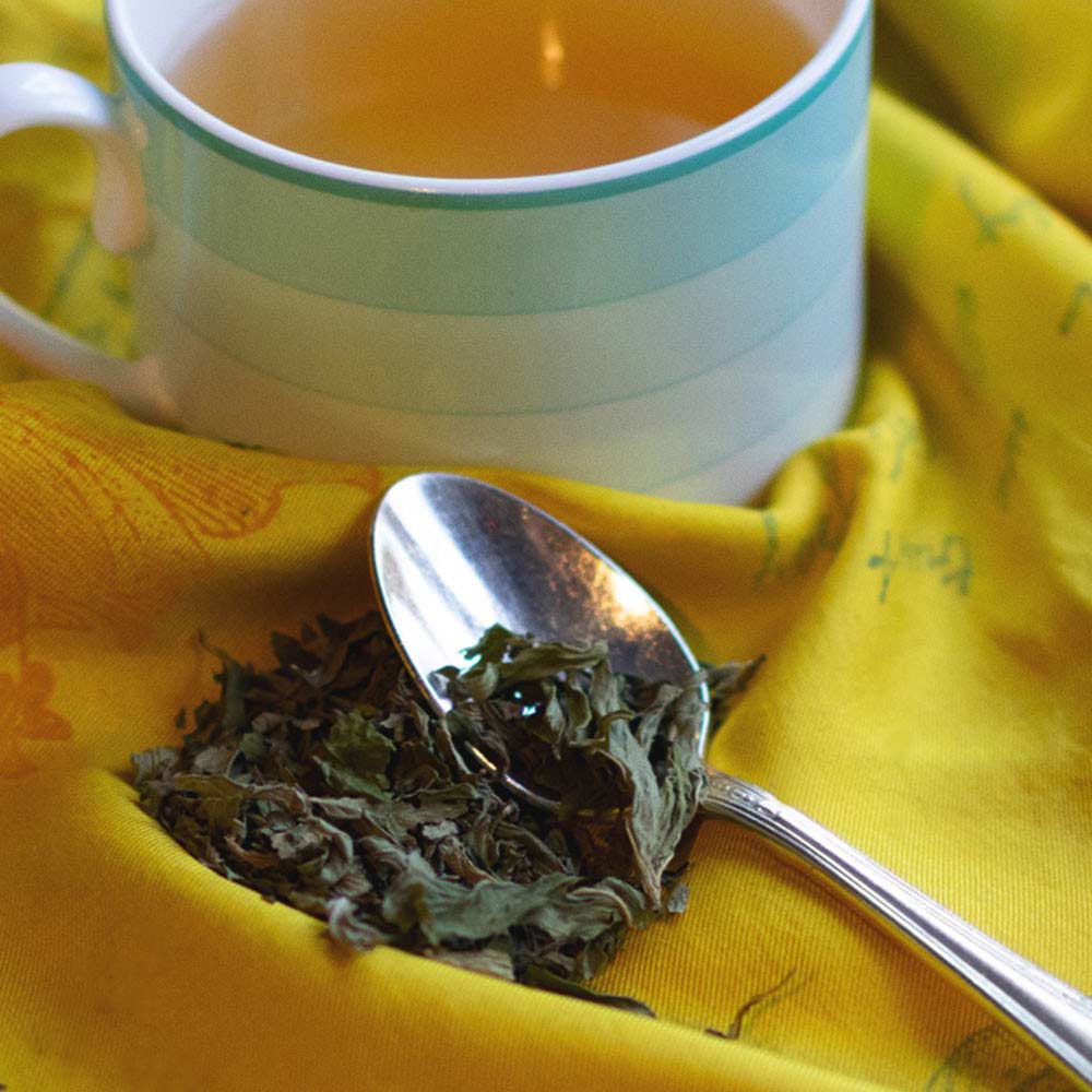 Malawi Spearmint - Image 4
