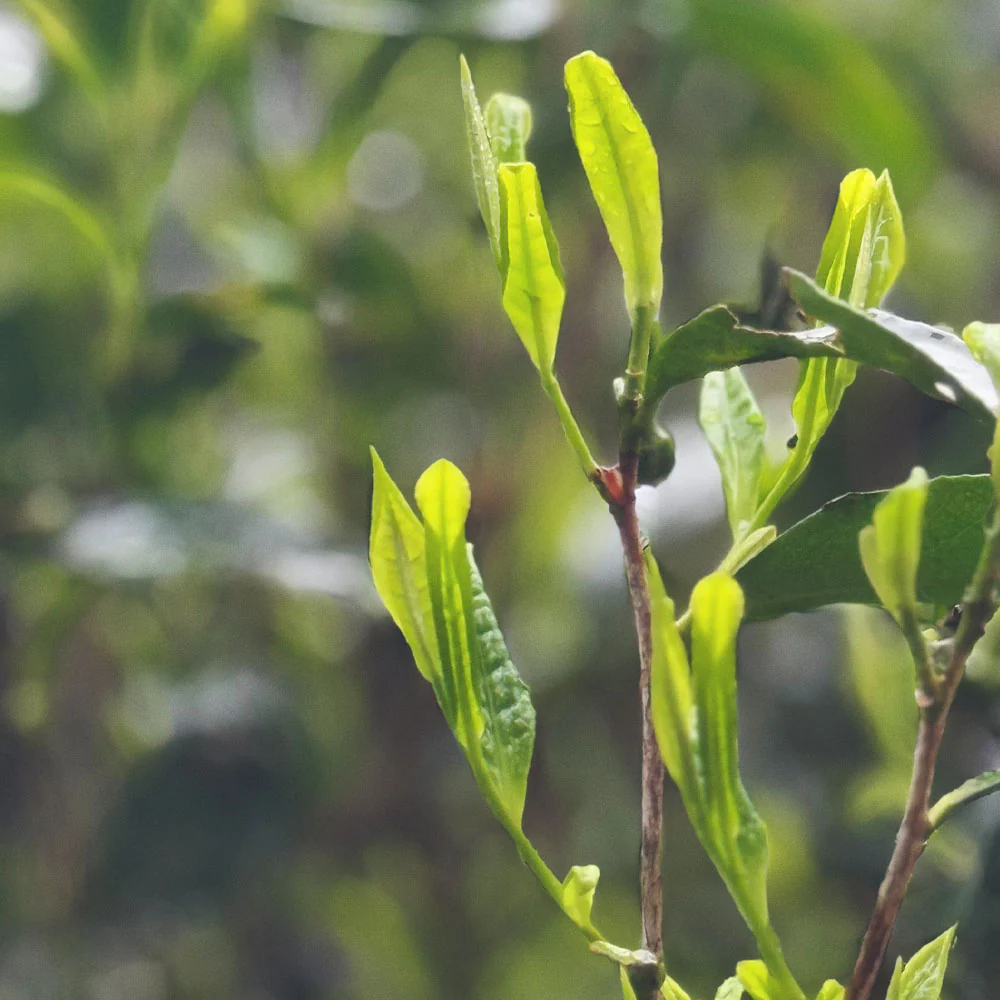 Mild Lapsang Souchong - Image 3